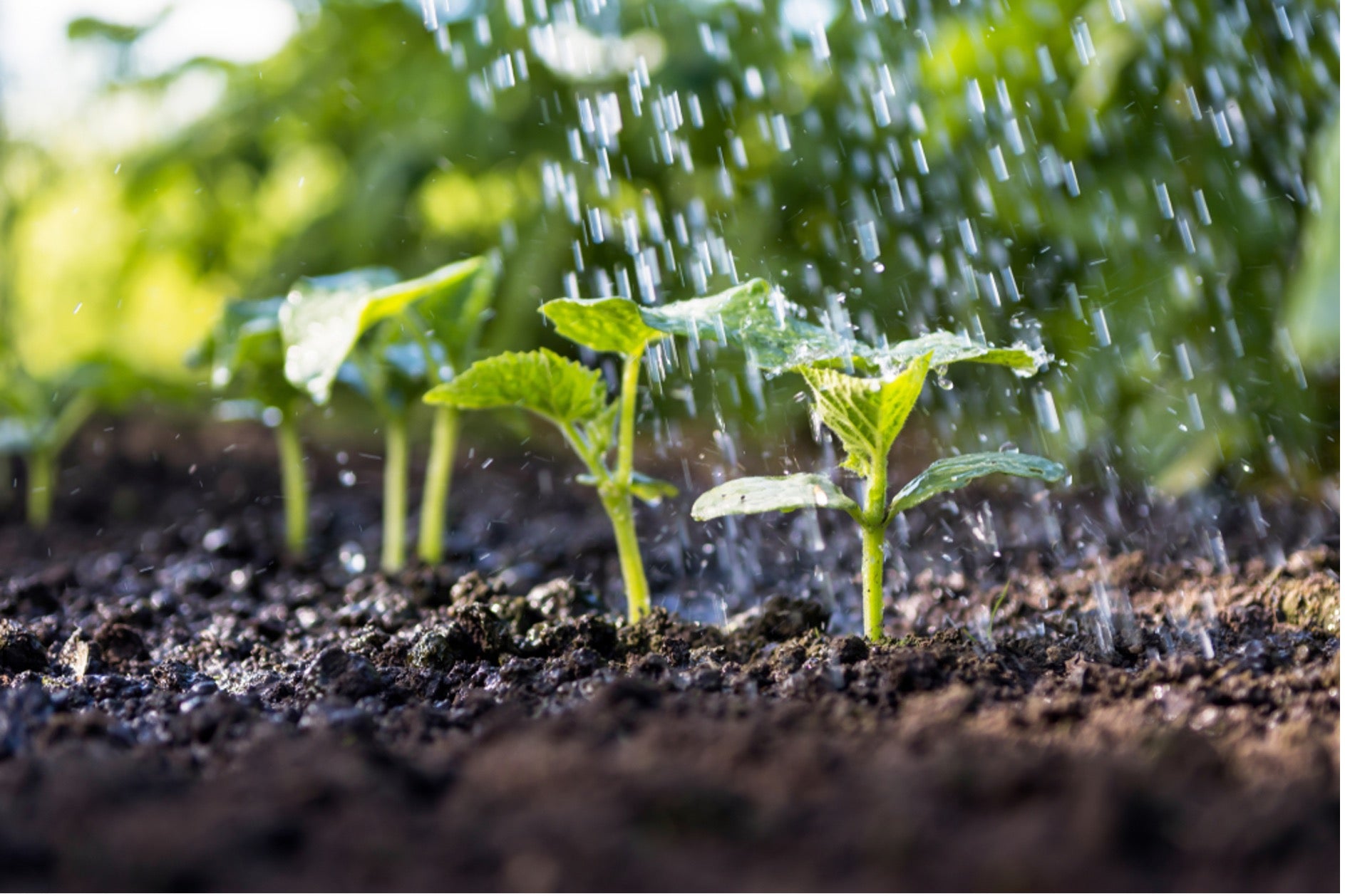 Planting In Wet Ground And Plants That Love The Shade