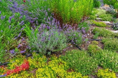 Planting In Clay Soil - The Best Plants And Top Gardening Tips