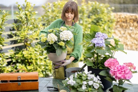 Tricks And Tips To Get The Most Out Of Your Hydrangeas