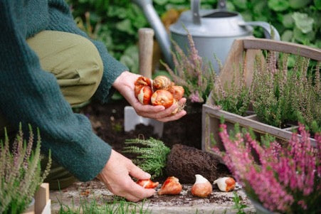 What You Can Plant In October And November
