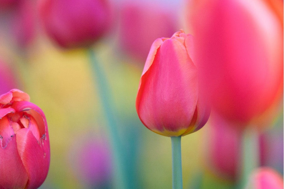Tulips