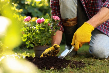 Man planting potted roses into his garden soil