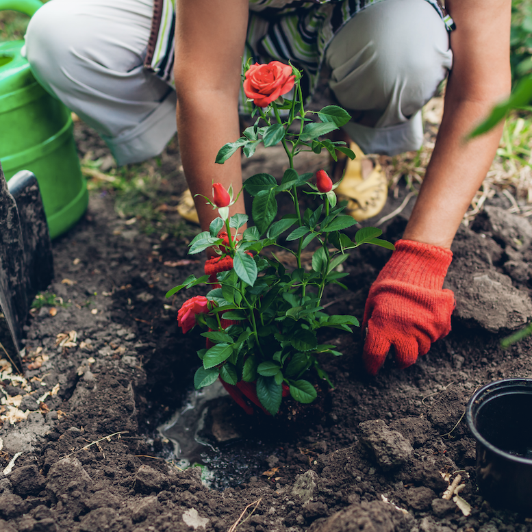 How to Plant Roses: Tips for Healthy Growth