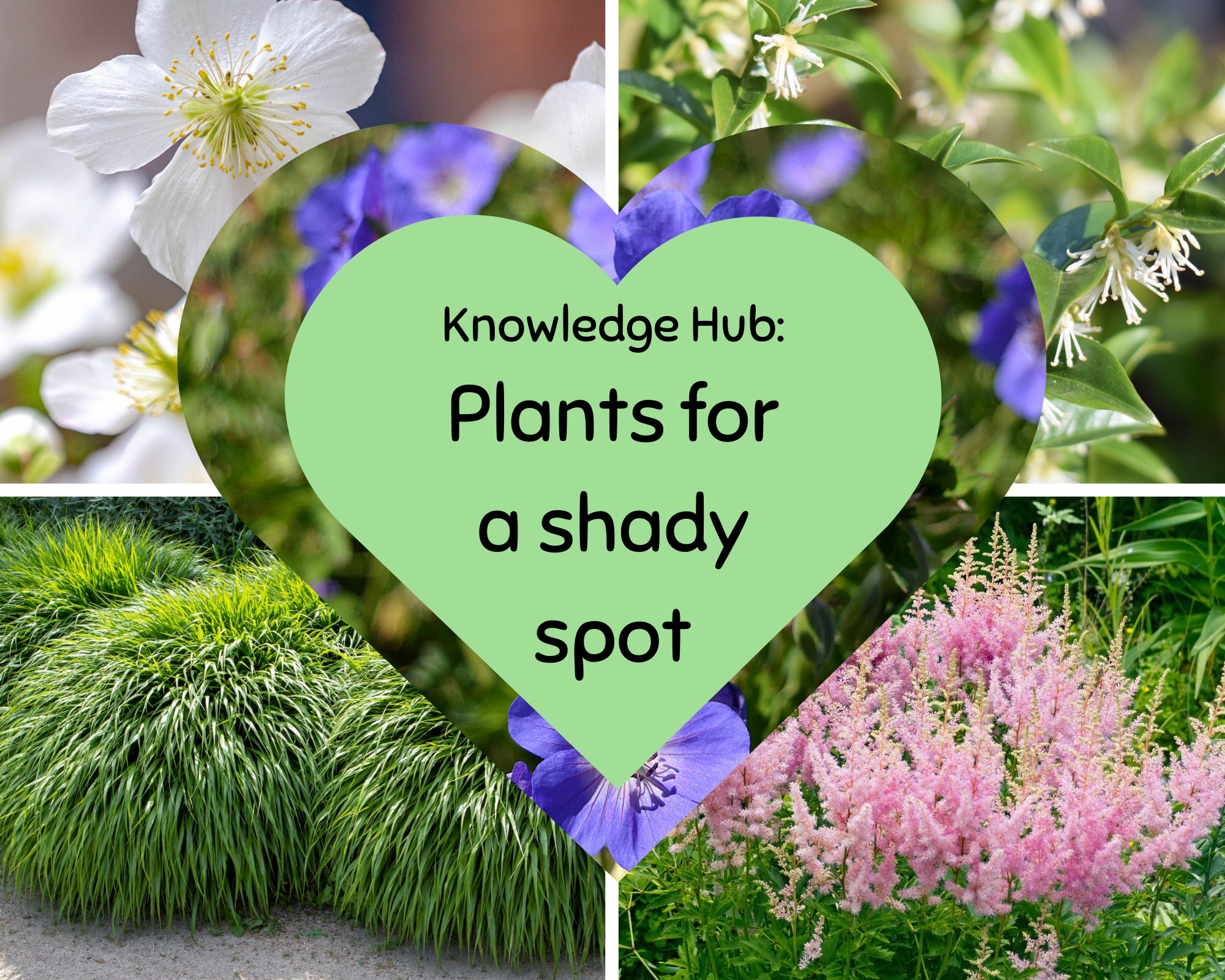 Best Plants for Shady Spots One Click Plants