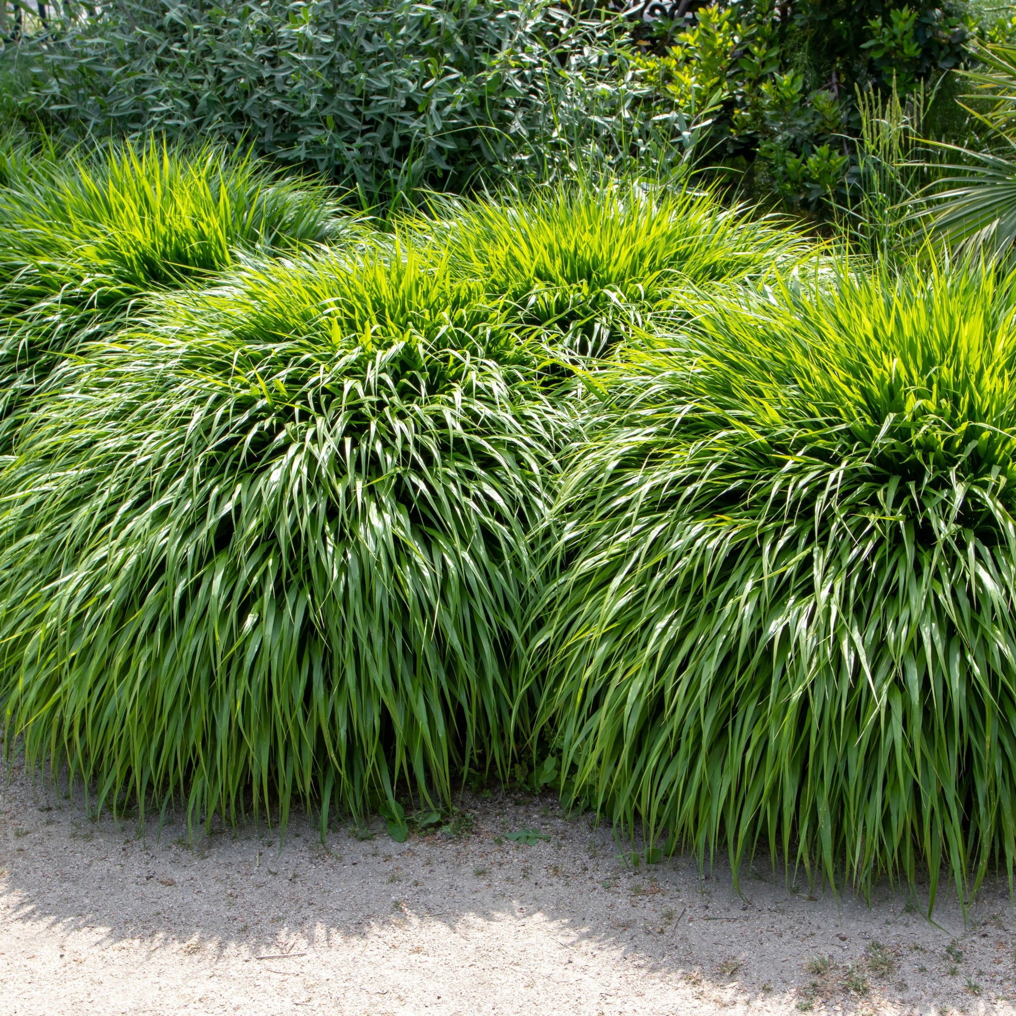 Effortless Beauty: Embrace Low Maintenance Grasses for Your Garden