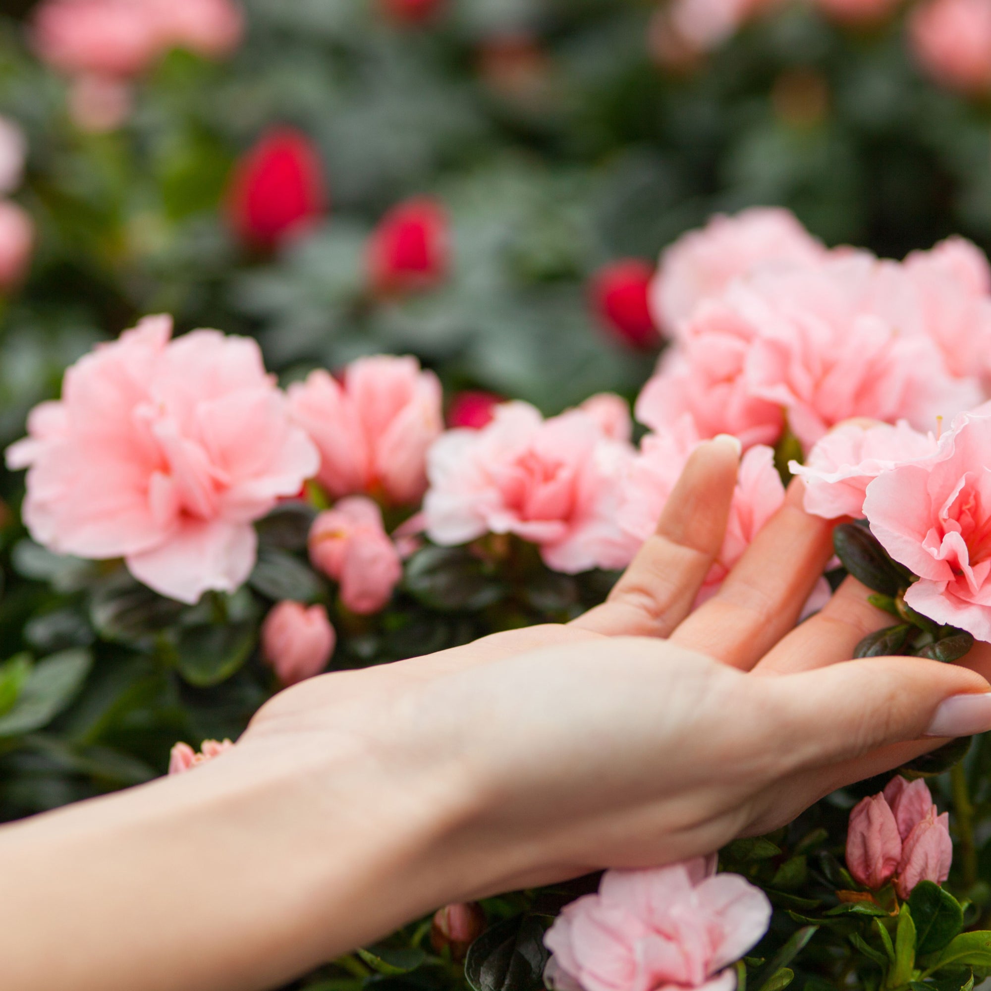 The Healing Power of Gardening: Cultivating Wellness Outdoors