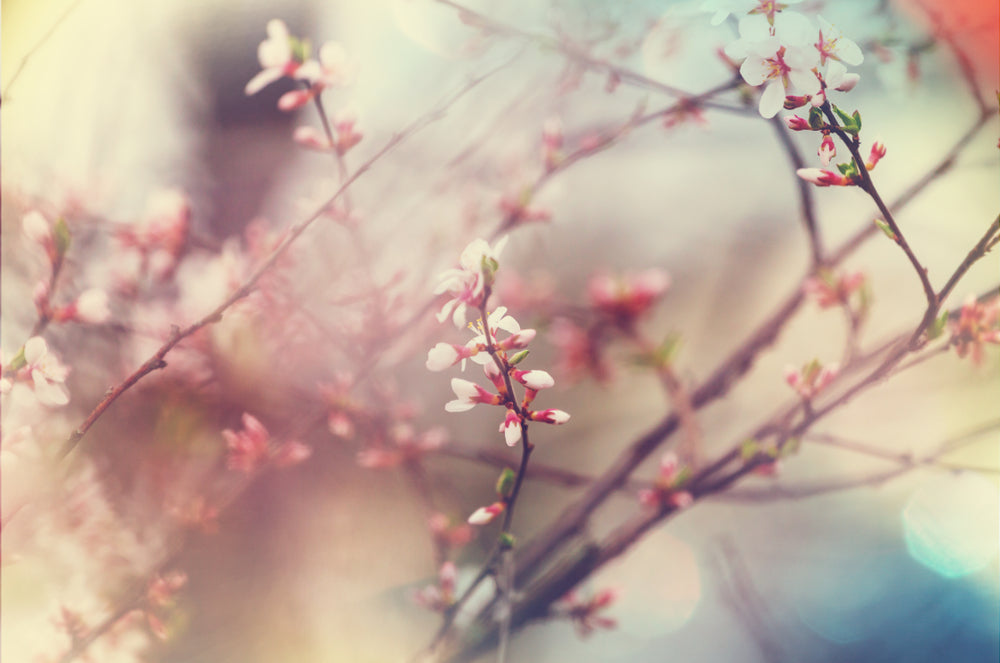 Early stages of blooming on a cherry blossom tree variety