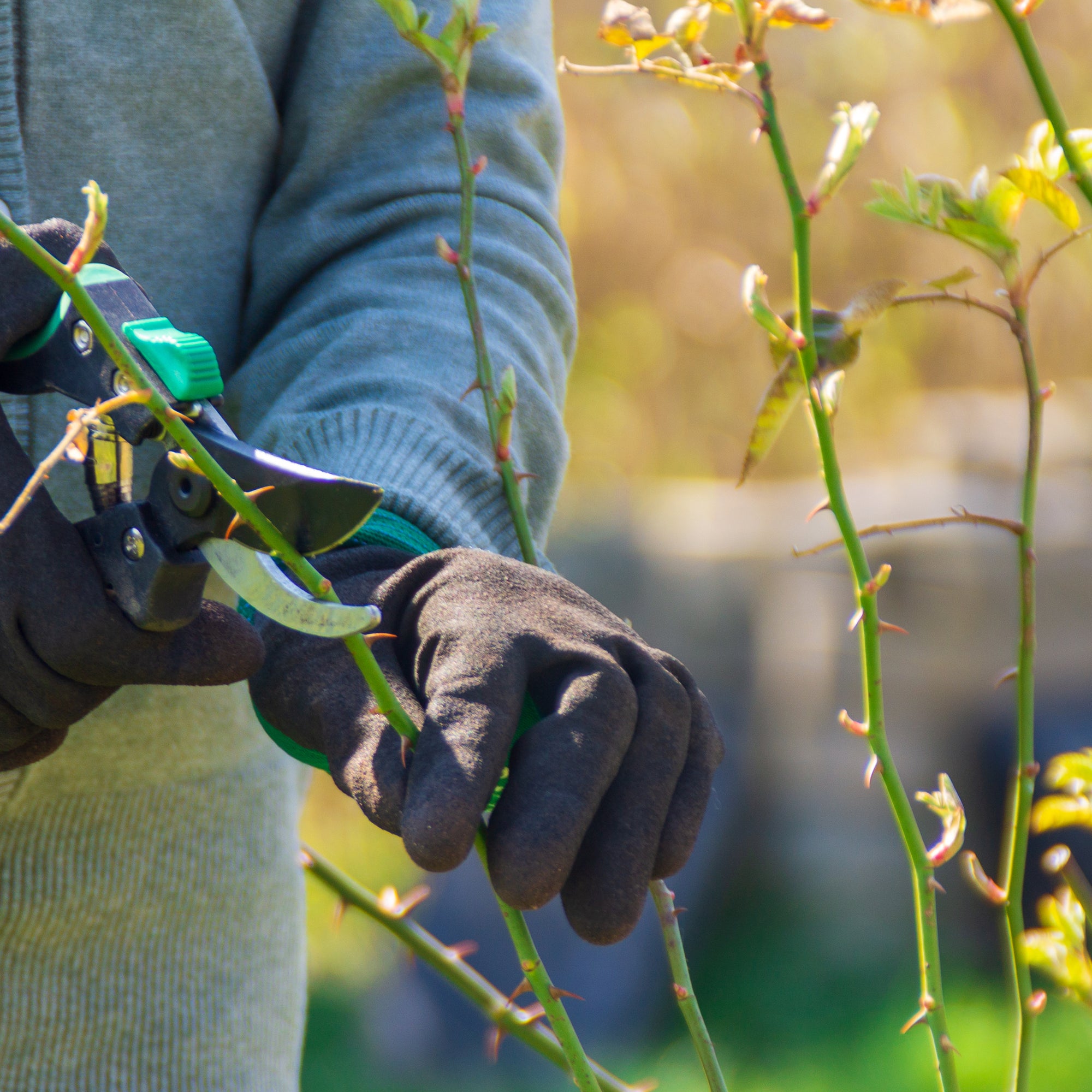 Our simple guide on how to prune roses