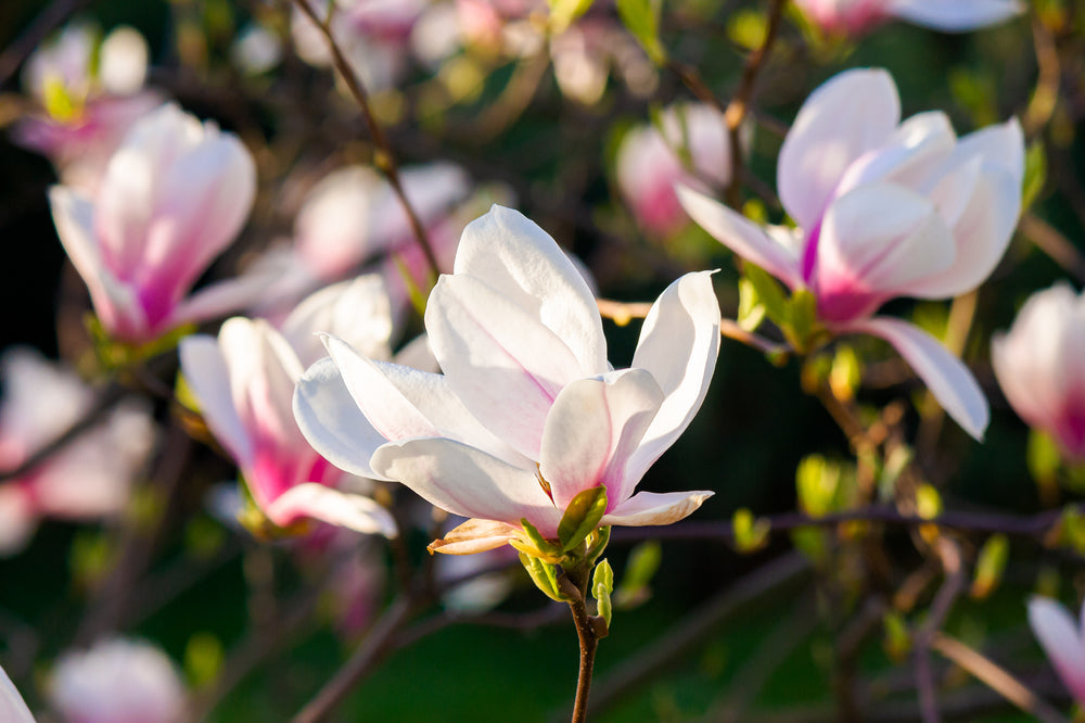 Magnolia Plant