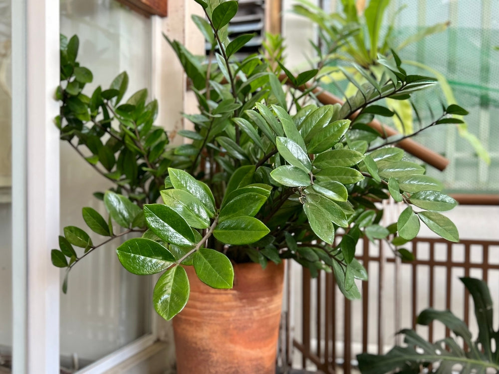 zamioculcas zamiifolia