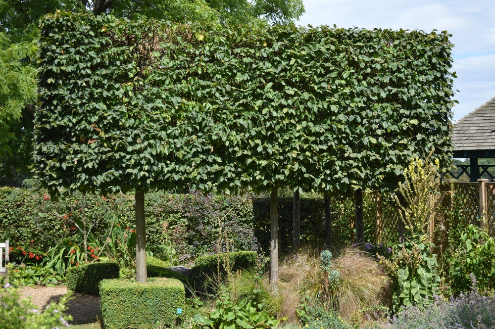 Pleached Tree
