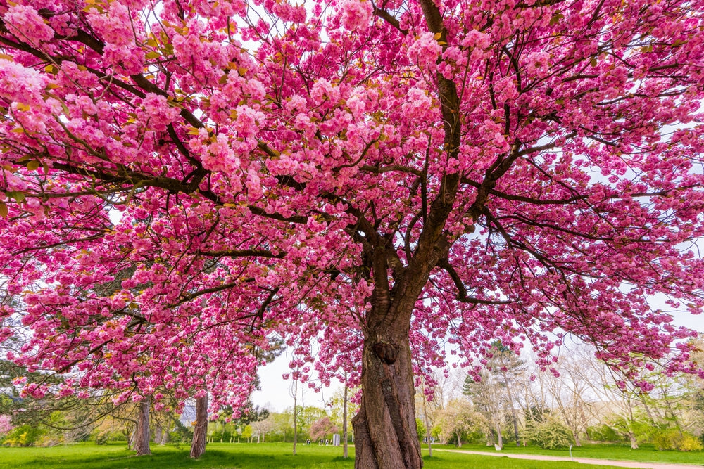 Cherry Blossom Tree