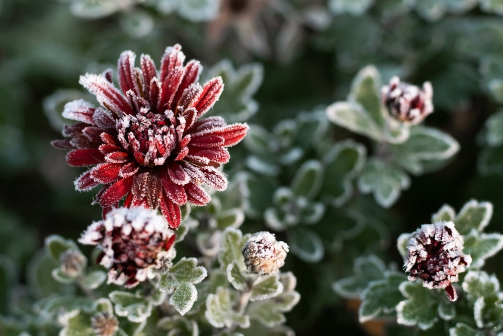 5 Winter Plants To Plant This Winter