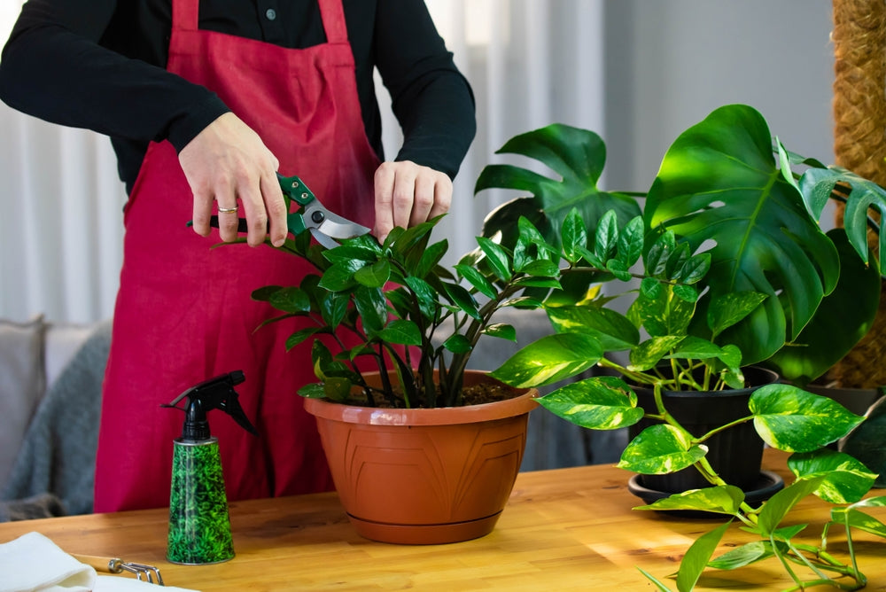 Pruning Monstera