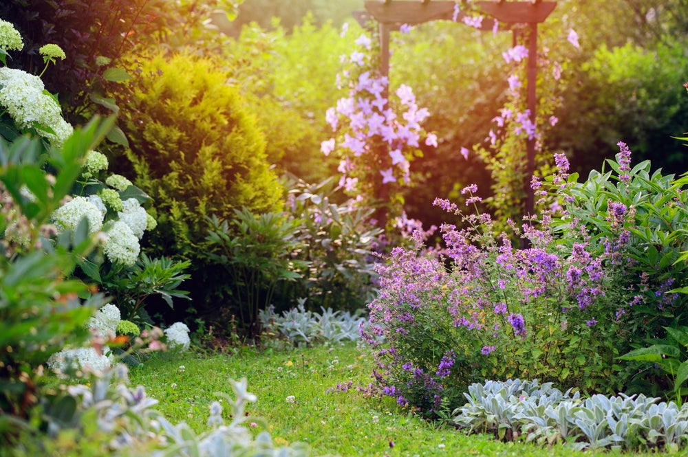 A garden in the summer