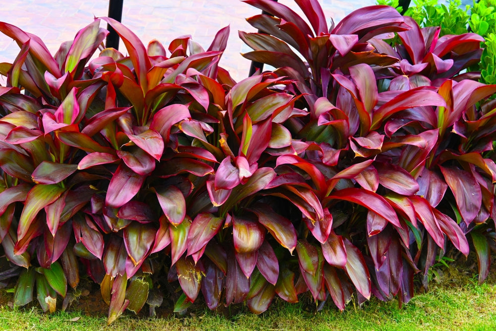Cordyline