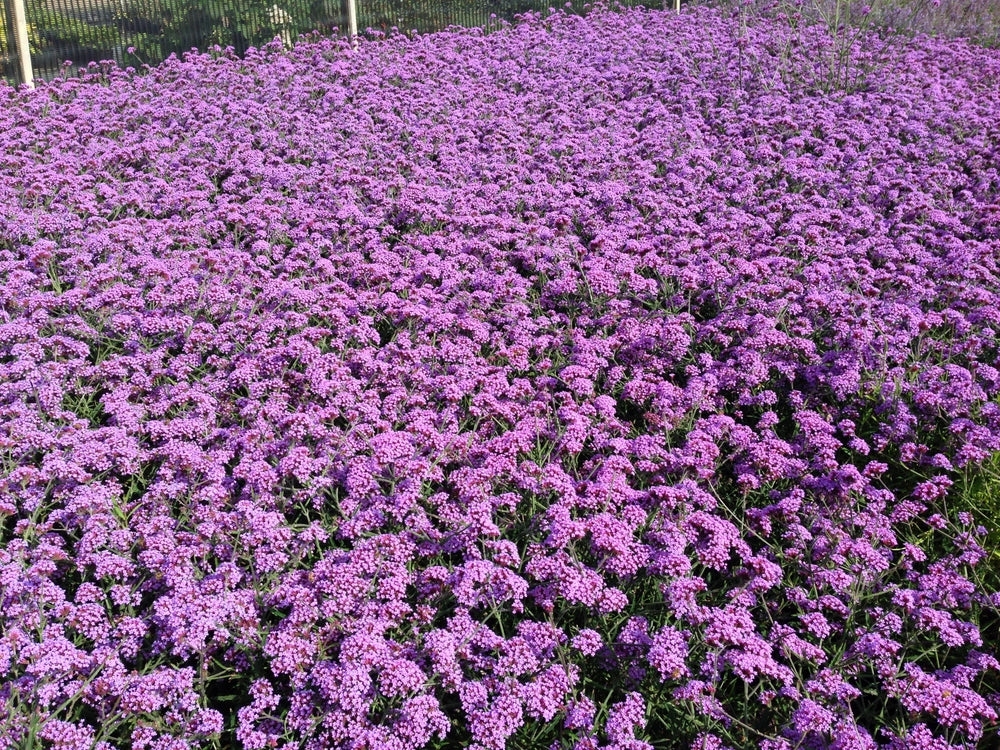 Purple Verbena Bonarensis