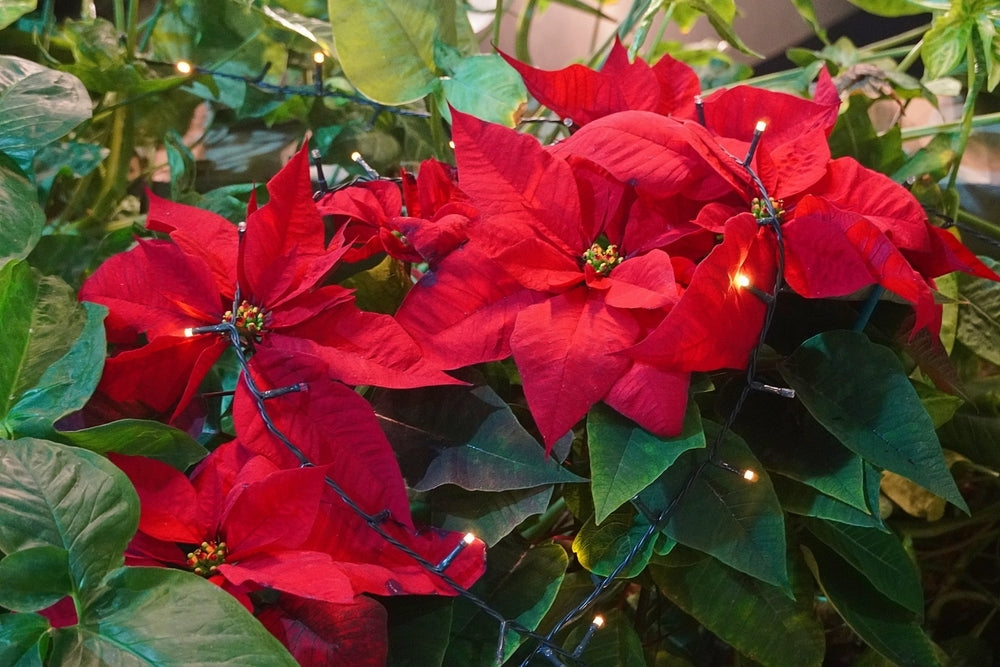5 Plants For Christmas