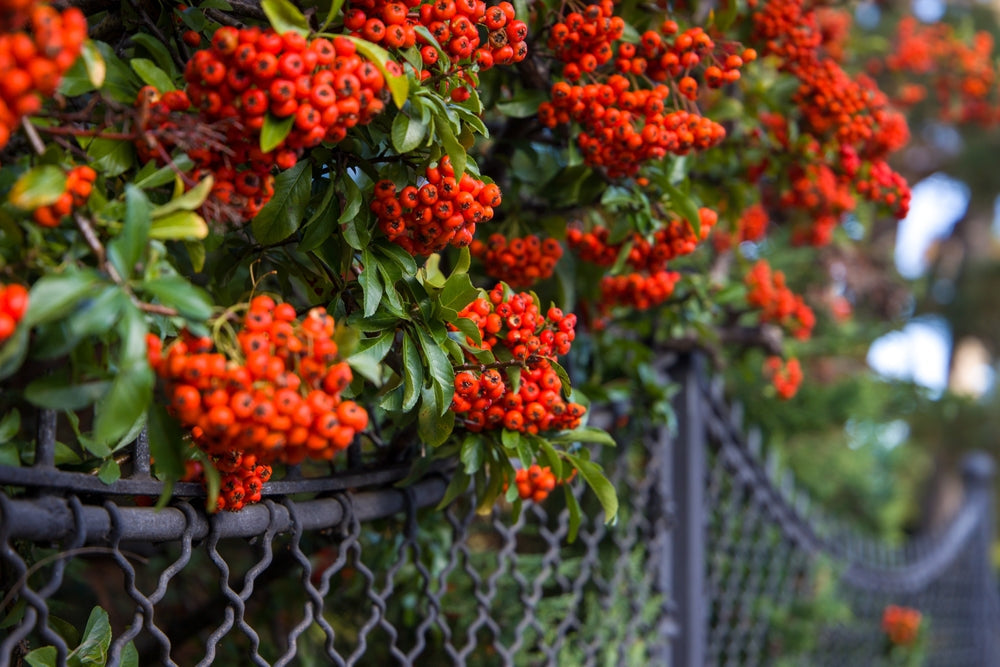 Pyracantha