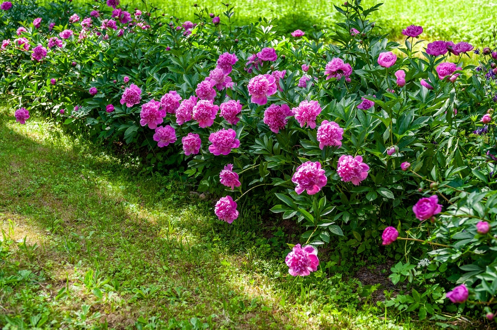 Peonies