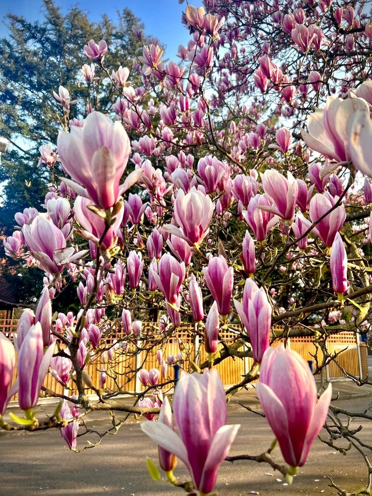 Magnolia stellata