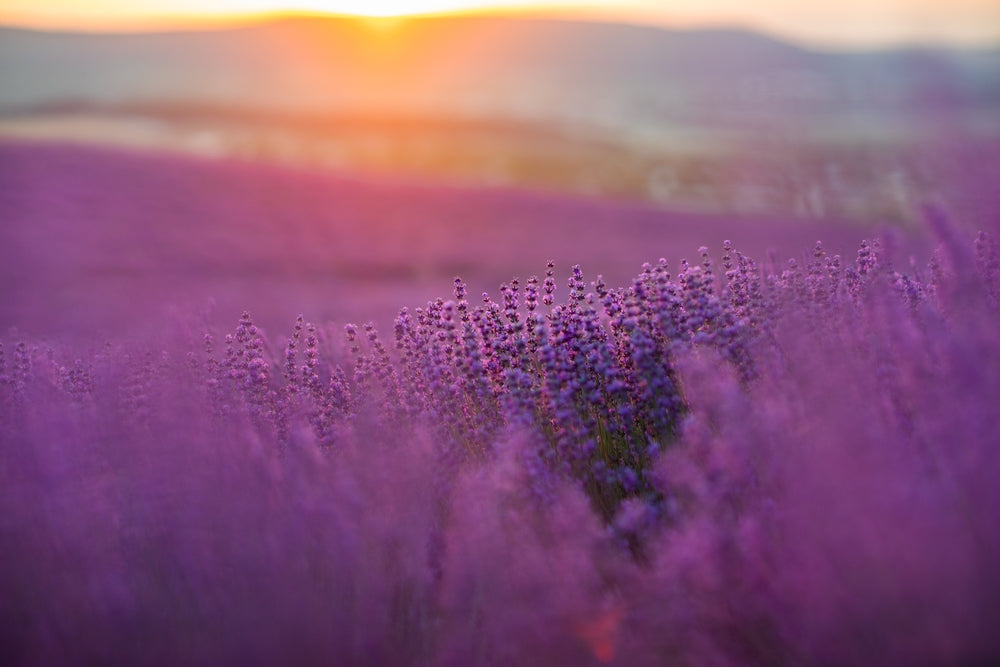 Lavender field