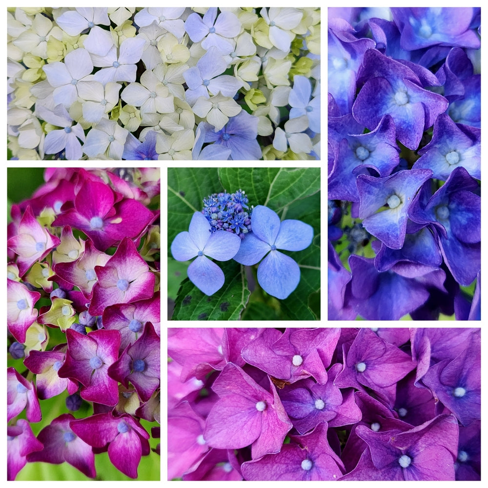 What Is the Most Common Type of Hydrangea Plant? - One Click Plants