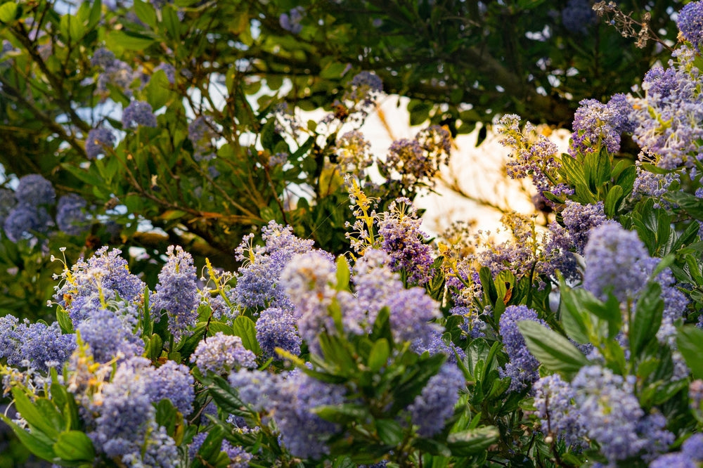 Ceanothus Plant