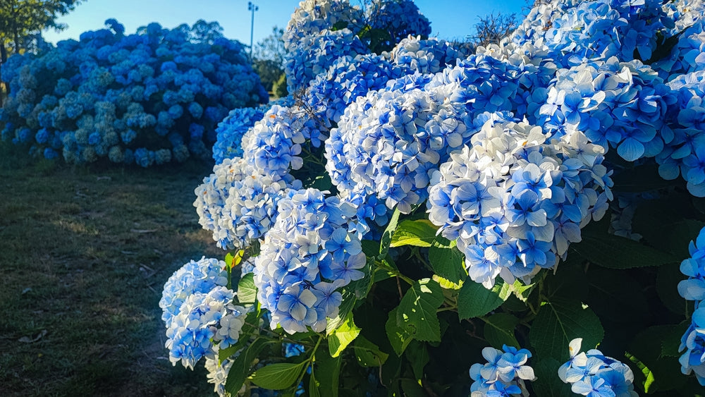 A large bushel of blue hydrangeas