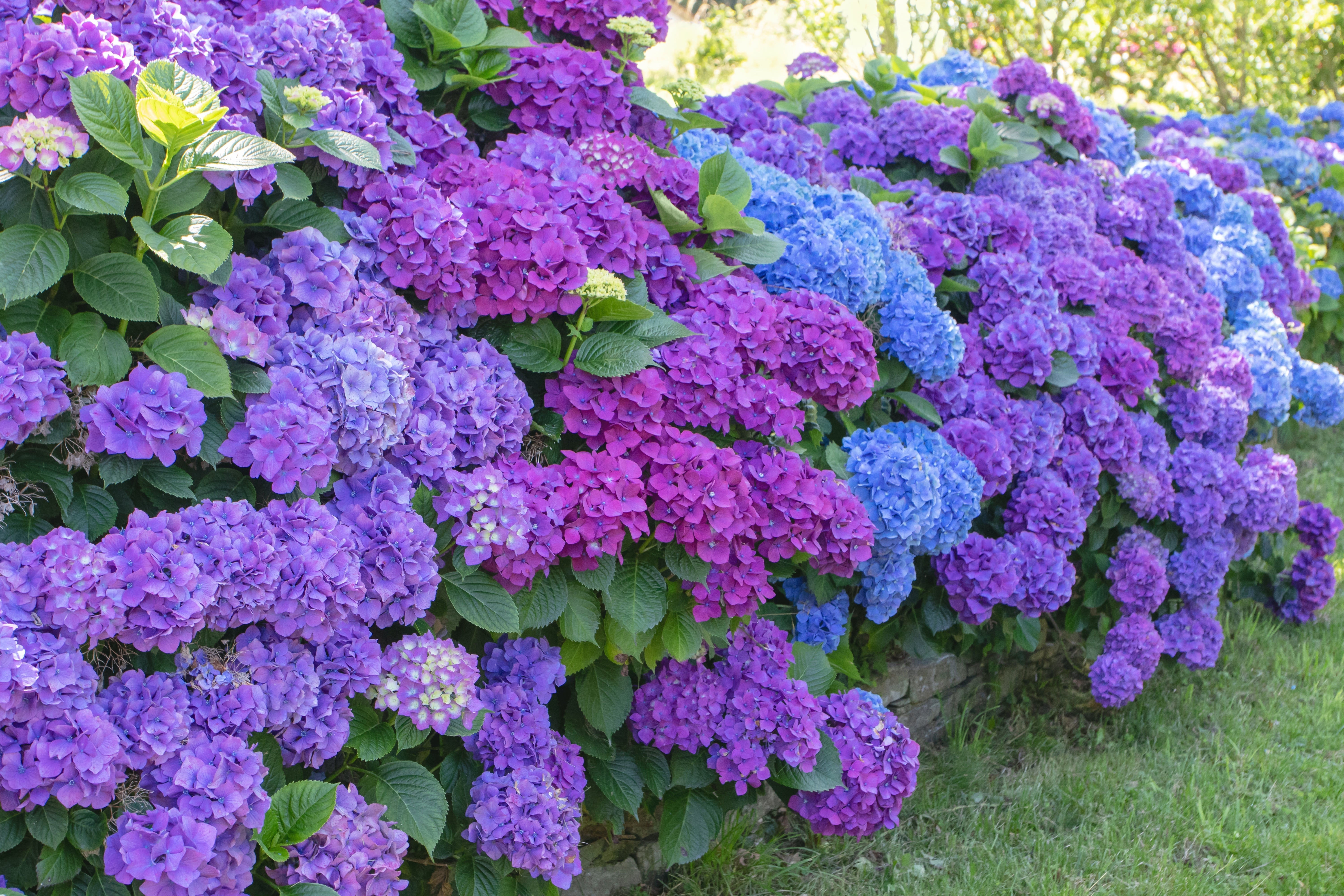 Essential Hydrangea Species You Need to Know | One Click Plants
