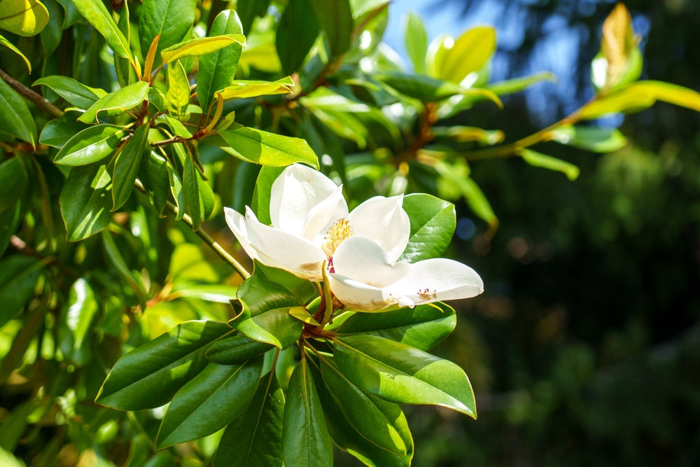 Evergreen Magnolia grandiflora with flowers on display