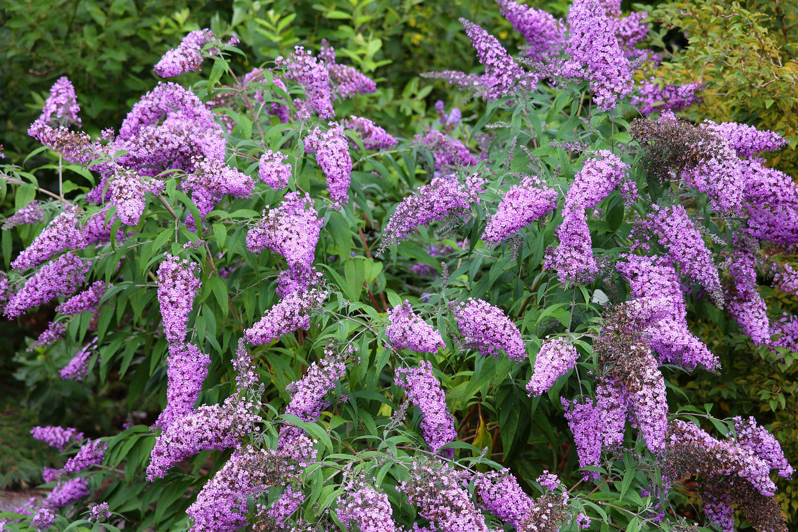 Buddleja
