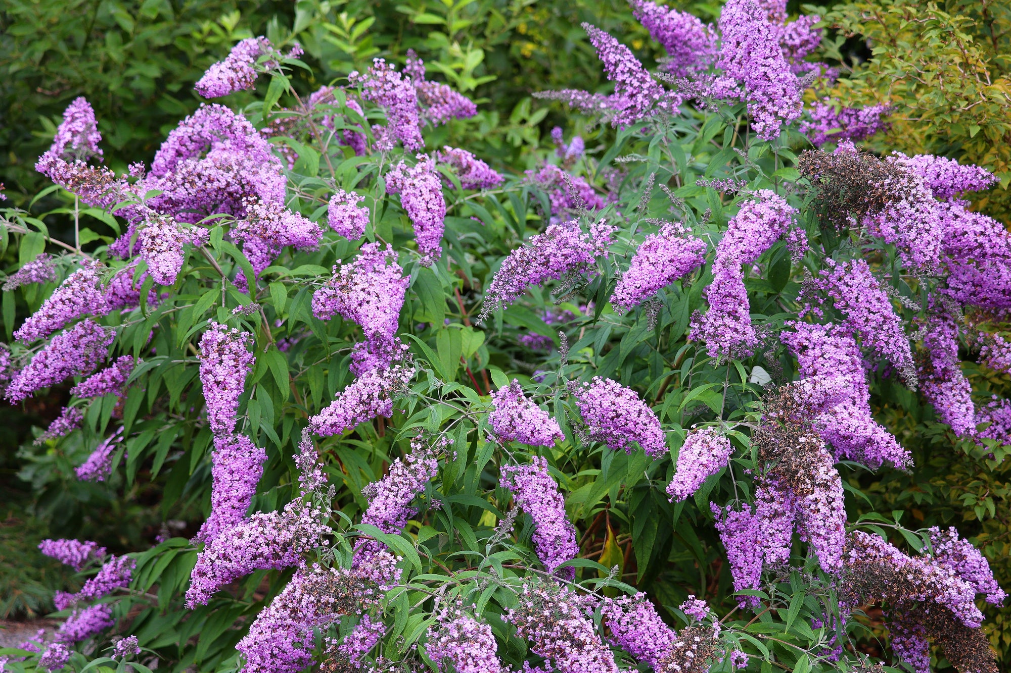 How and When to Prune Buddleja | One Click Plants