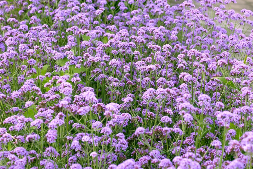 Verbena Bonarensis