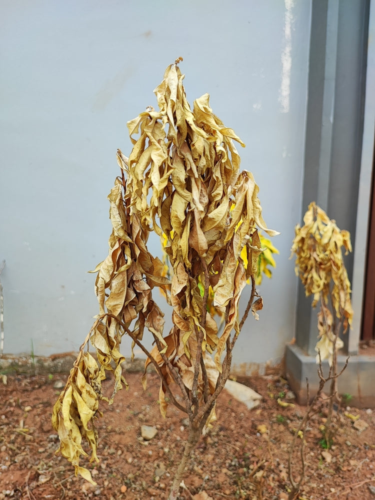 Dying Yellow Leaves