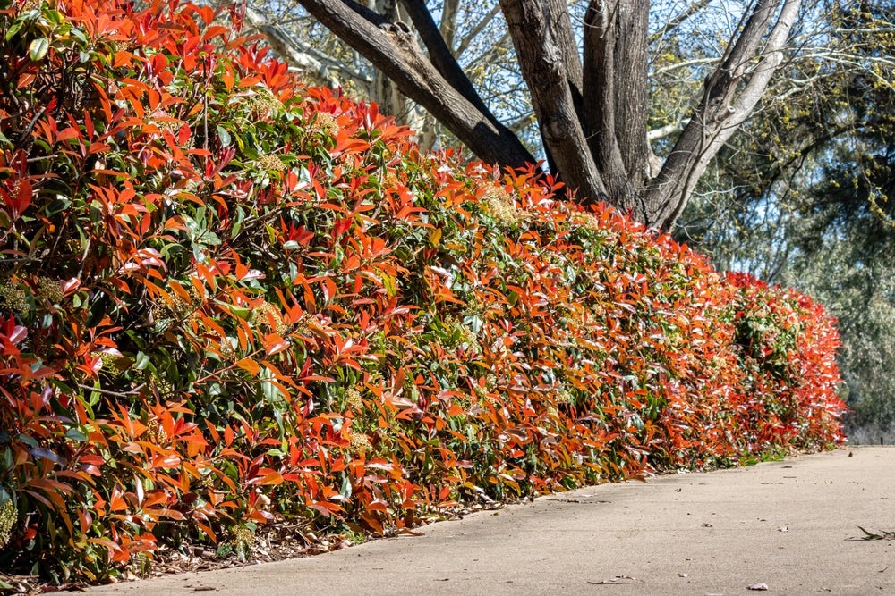 How and When to Prune Photinia | One Click Plants