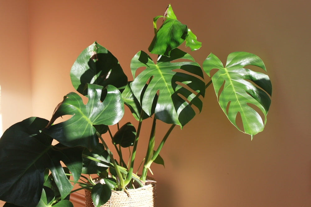 philodendron golden saw Philodendron 'Golden Crocodile' main image 1
