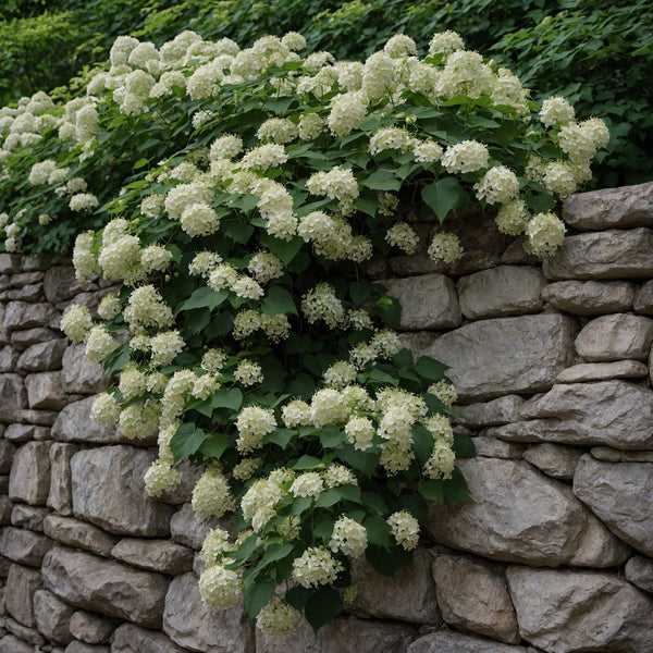Climbing Hydrangea Care Guide | by One Click Plants