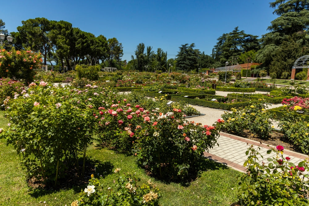 Different Types of Rose Species: Choosing the Right One for Your Garden