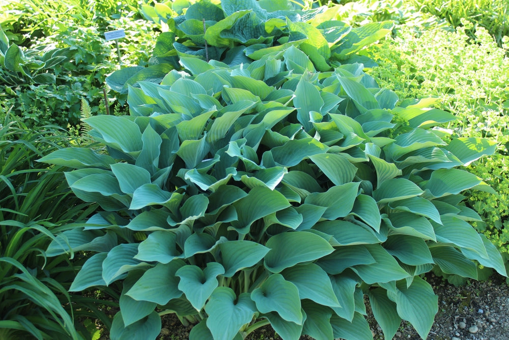 Hostas Plant
