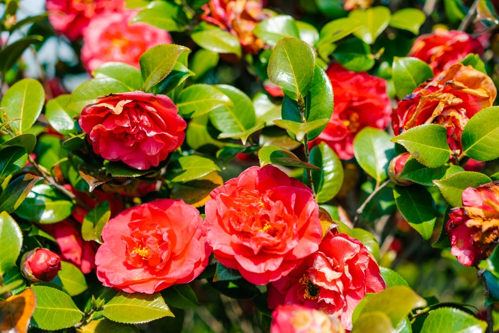 Red Camellia 