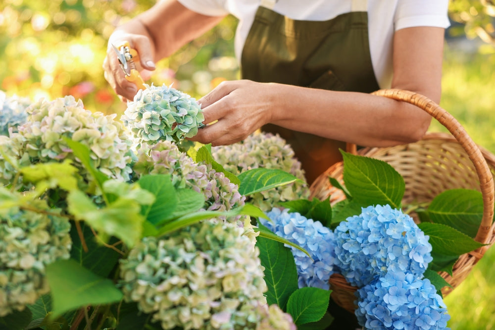 hydrangea pruning