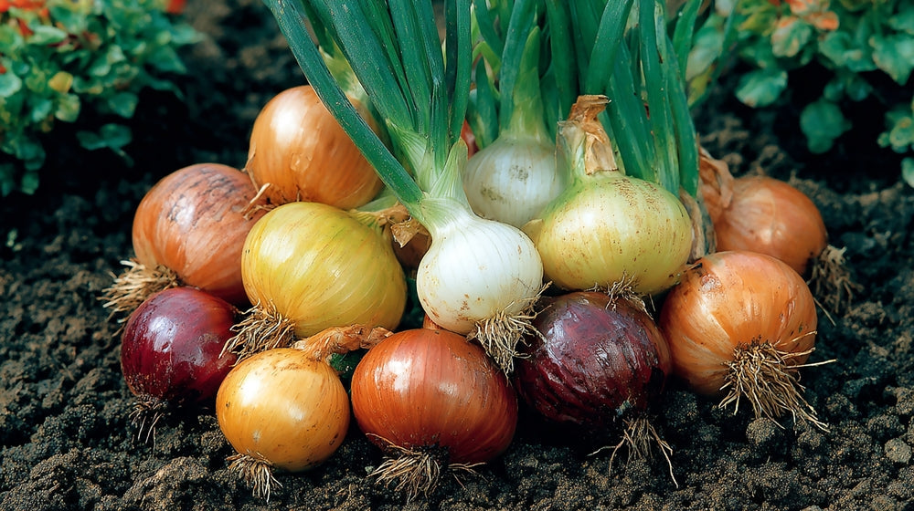 Spring Bulbs