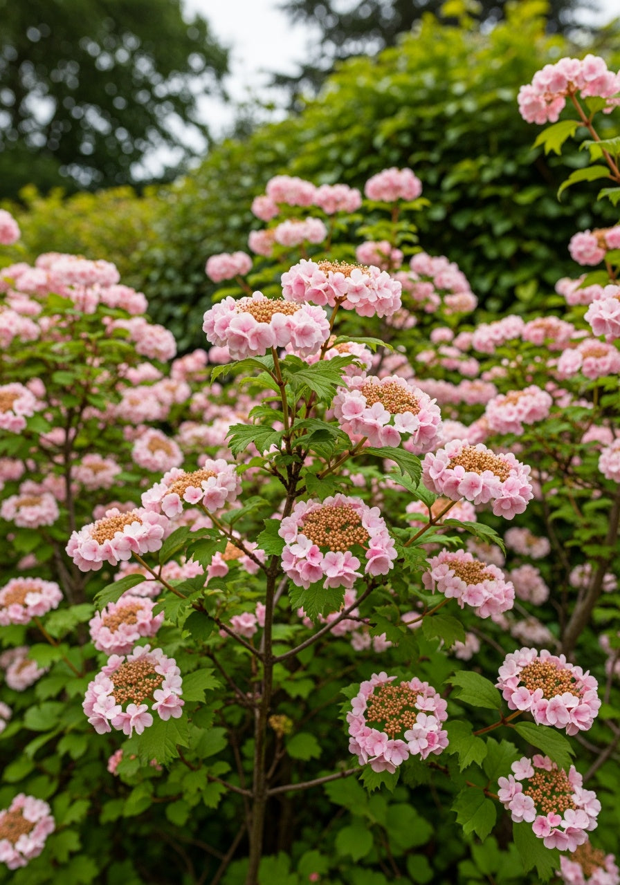 Viburnum