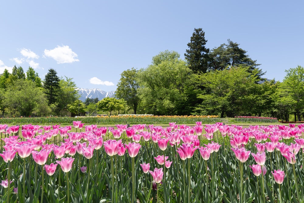 Pink Tulips in a field