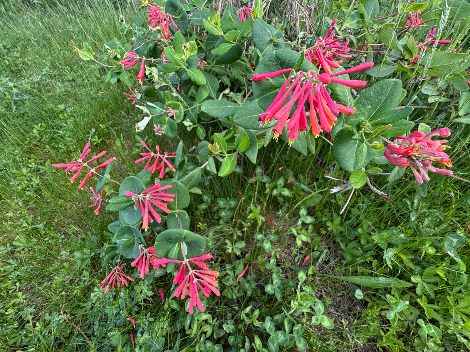 How and When to Prune Honeysuckle in the UK
