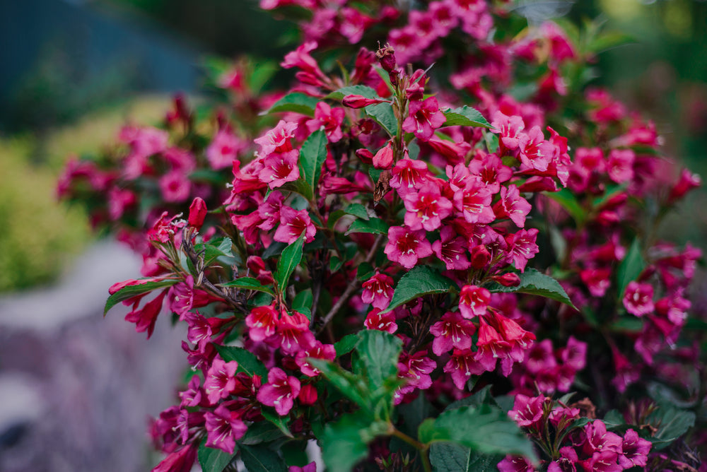 Weigela