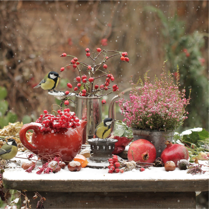 How to get the most out of your garden this January