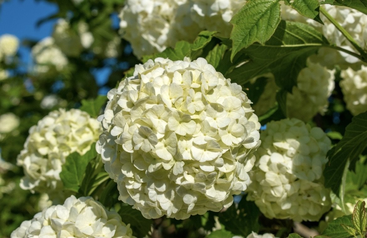 Shade tolerant plants