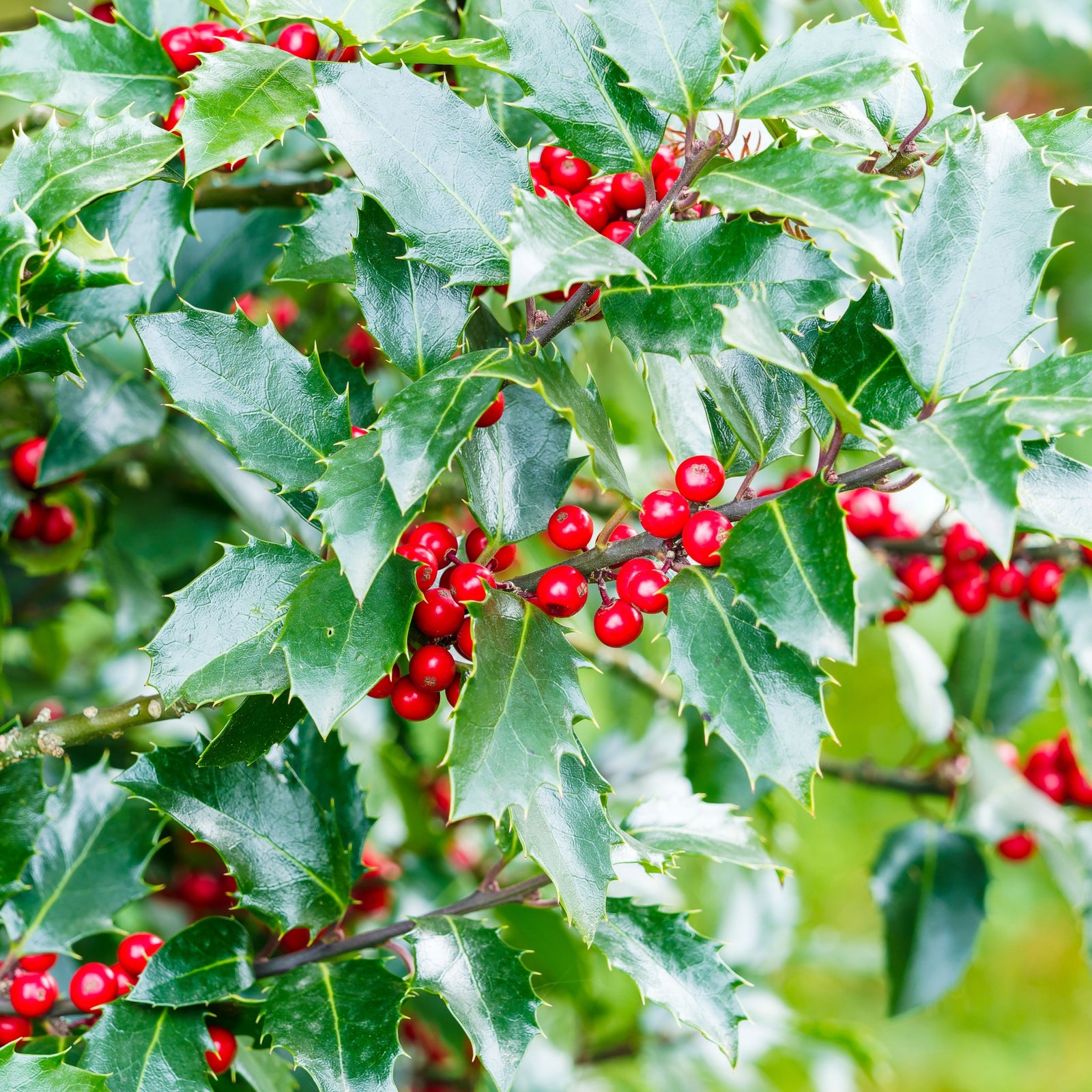 Ilex (Holly)